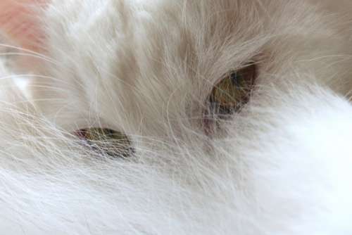 cat pet animal eyes white