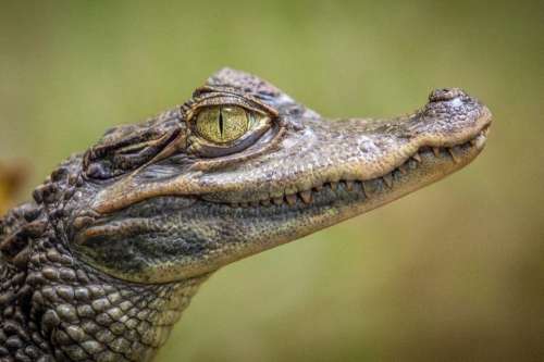 animals reptiles crocodile eyes teeth
