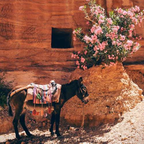donkey horse animal pet ride