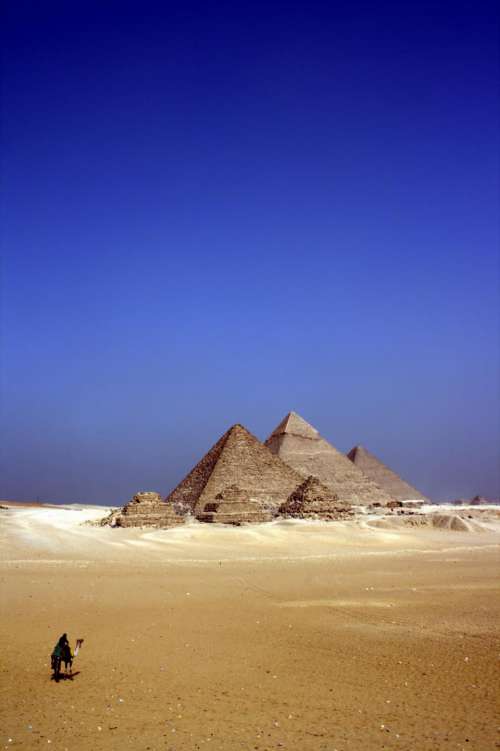 egypt desert animals camels sand