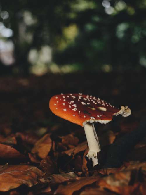 outdoor mushroom fungus leaf fall