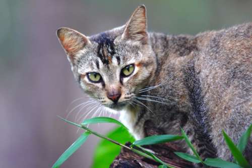 green leaf plant outdoor cat