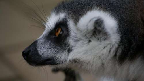 lemur animal