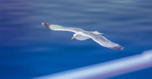 bird animal flying blue water