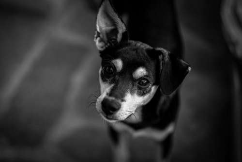 black and white dog pet monochrome animal