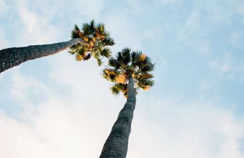 palm trees blue sky clouds sunshine