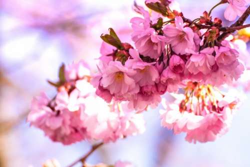 flowers nature blossoms pink cherry