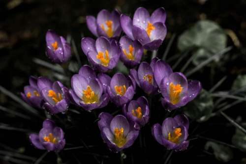 flower lavender bloom beautiful nature
