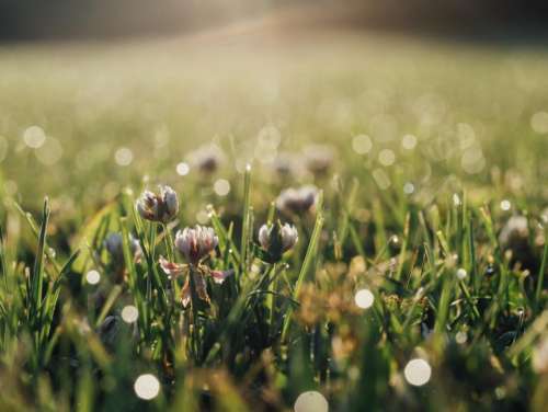 green grass flowers nature field