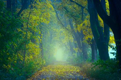 enchanting forest walk hike path