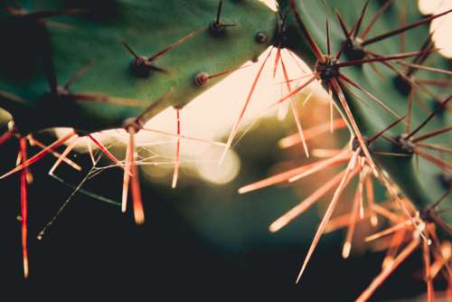 cactus sunset goldenhour sunlight green