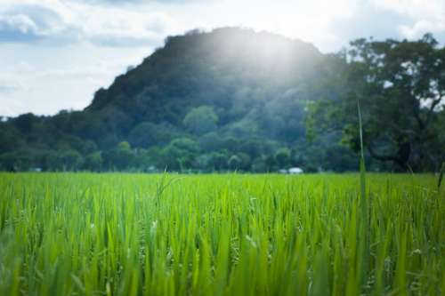 green leaves sun summer field