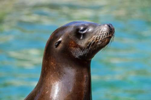 sea lion wet aquatic animal