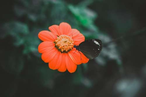 orange flower petal bloom butterfly
