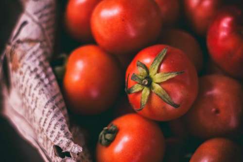 tomato crops vegetable red fresh