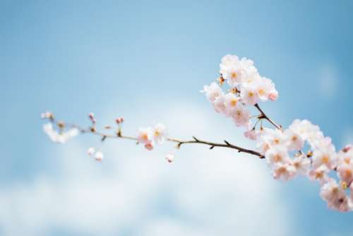 blossom flower bloom petals blur