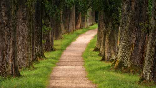 park trees path walk hike