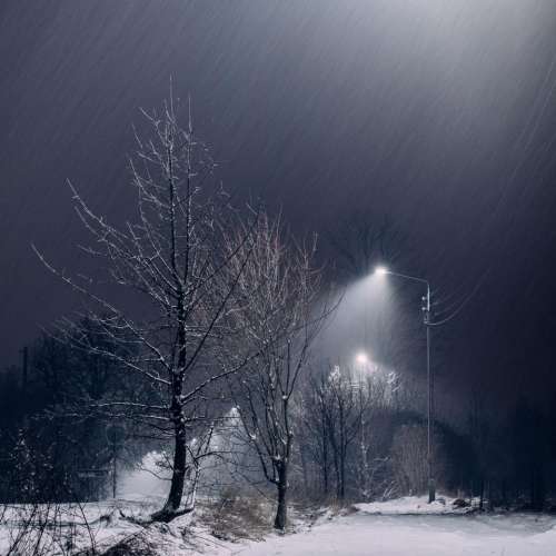 snow dark night trees lights