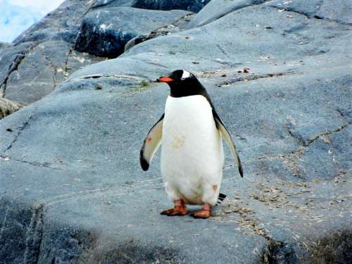 penguin bird aquatic animal rocks