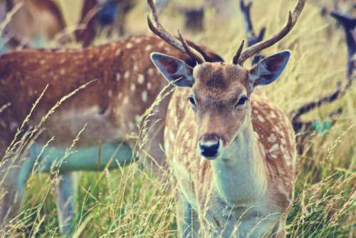 deer antlers animals grass field