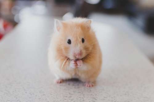 hamster animals cute