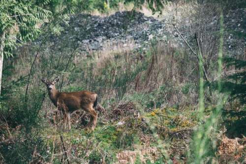 nature landscape travel adventure woods