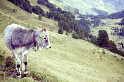 calf cow animal green grass