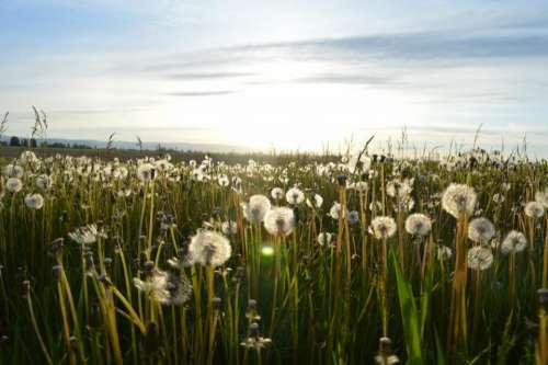 sunny sunshine sky fields dandelions