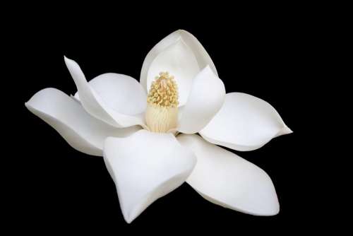 dark white flower bloom petals