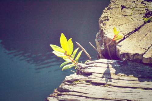 water flower sunshine wood
