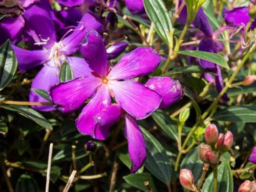 purple flowers garden plants