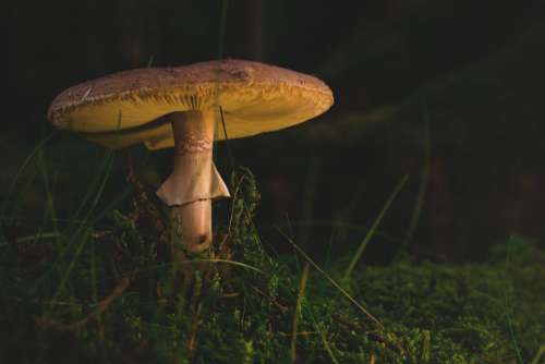 mushroom fungus food outdoor green