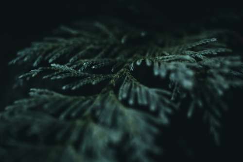 fern leaf macro dark texture