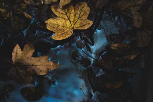 leaf fall dark water