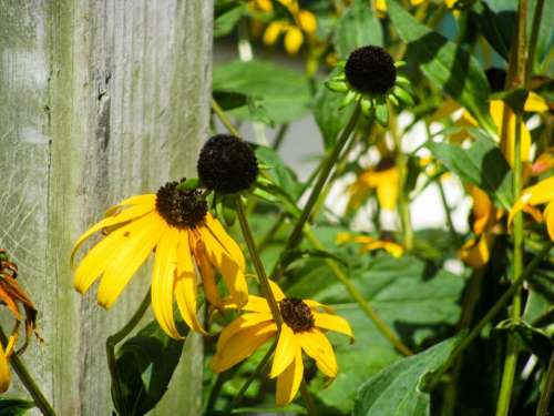 sunflowers garden