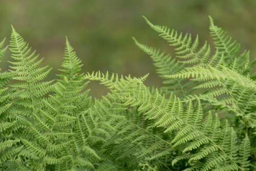 ferns green leaf natural nature