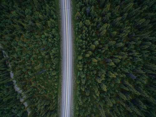 road trees forest nature aerial
