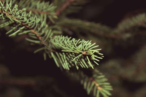 christmas tree pine leaves nature festive
