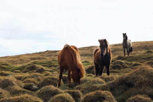 animals horses beautiful manes grazing