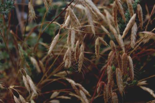 grass nature plants outdoors forest