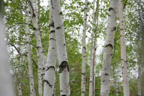 birch tree forest nature woods