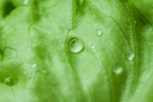 green leaves wet raining rain drops