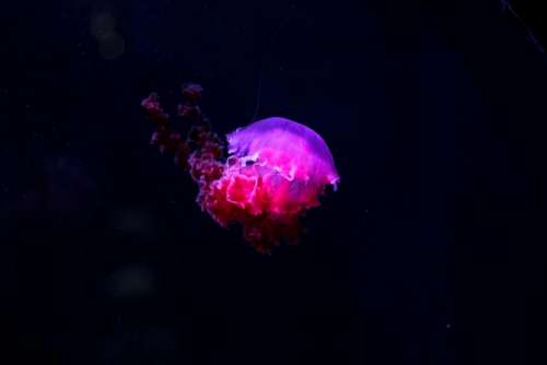 jellyfish underwater deep sea ocean