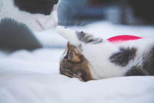 cat kitten animal pet bed