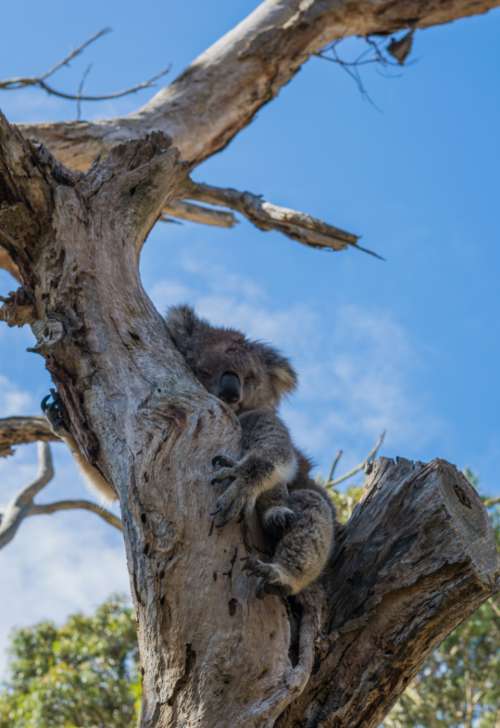 koala animal tree wildlife cute