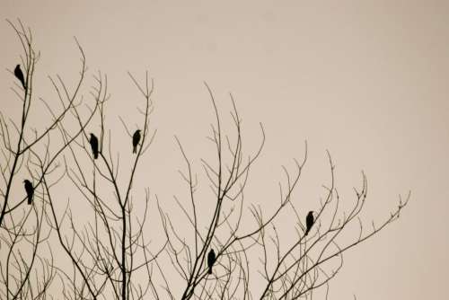 birds tree nature background winter