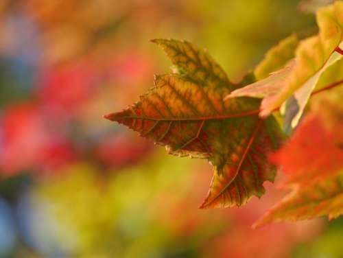 maple leaf leaves trees nature autumn