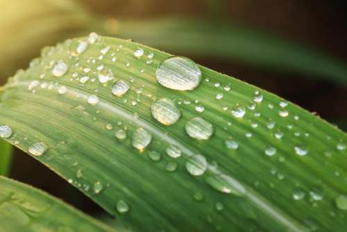 green leaf wet water raindrops