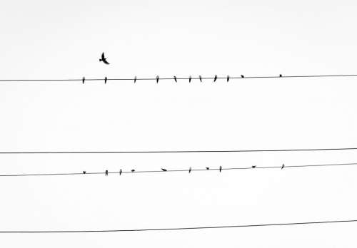 birds power lines animals sky