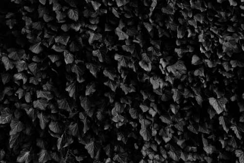 leaves veins garden black and white monochrome